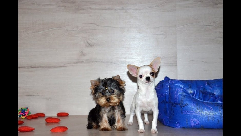 Йорк и чихуахуа