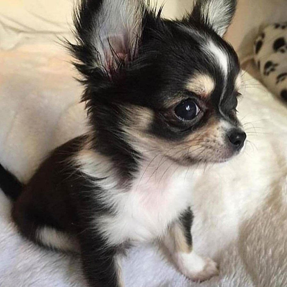 Чихуахуа смешанная