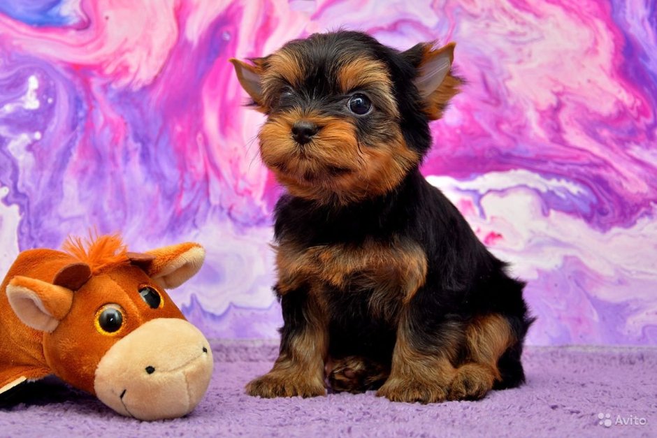 Йоркширский терьер маленькая