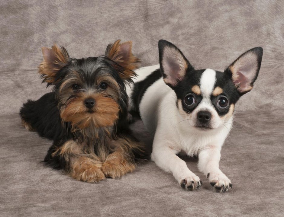 Чихуахуа и Йоркширский терьер