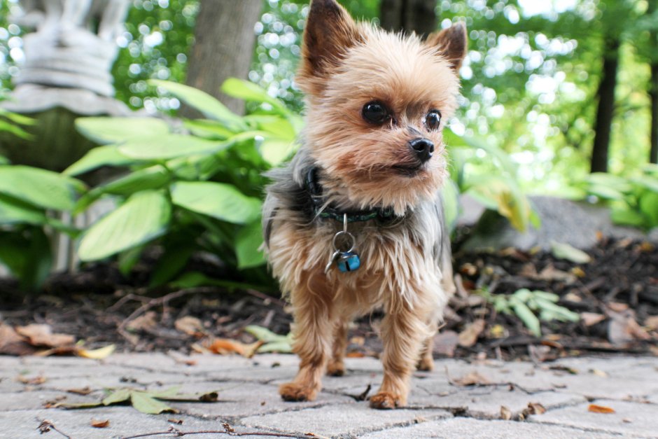 Шпиц терьер