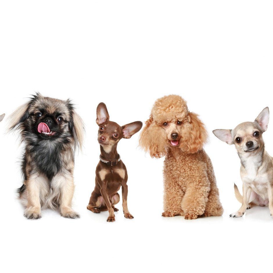 Собака пудель с чихуахуа