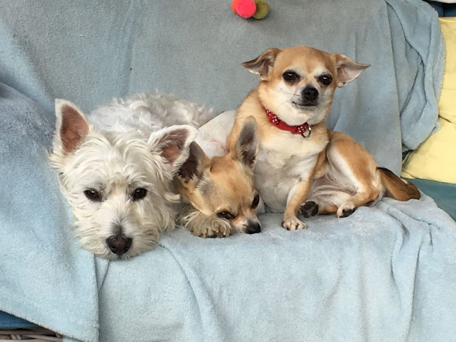 Чихуахуа и Йоркширский терьер