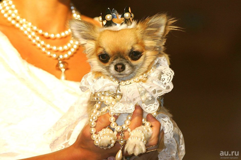 Маленькая чихуахуа Хуа Королевская