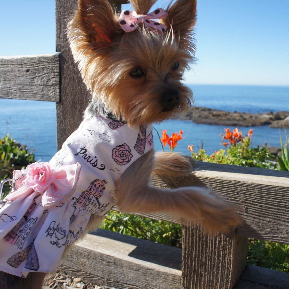 Чихуахуа и Йоркширский терьер