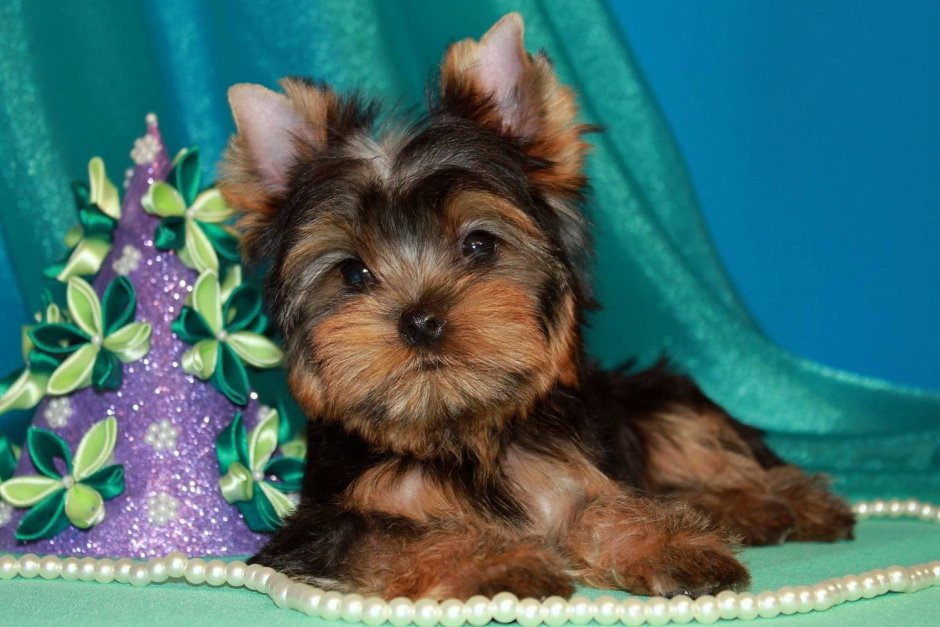 Карликовый Йоркширский терьер