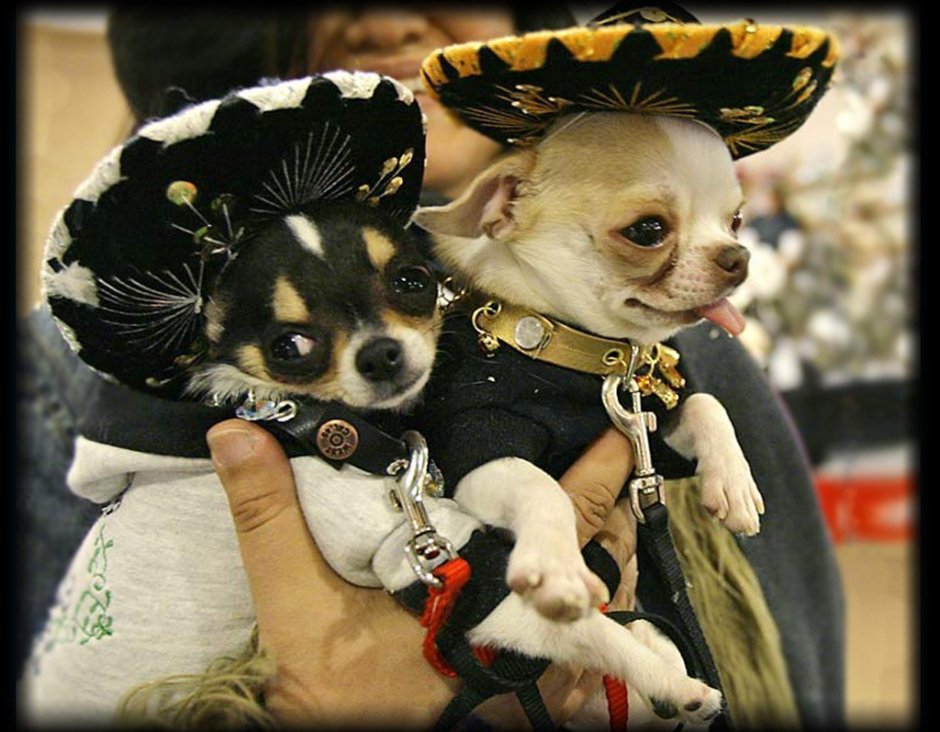 Чихуахуа собака Мексика