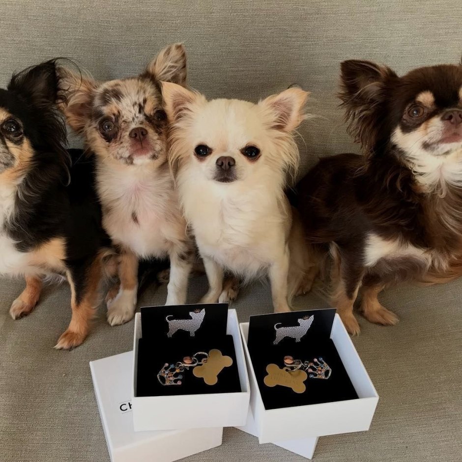 Длинношерстный чихуахуа и Йорк