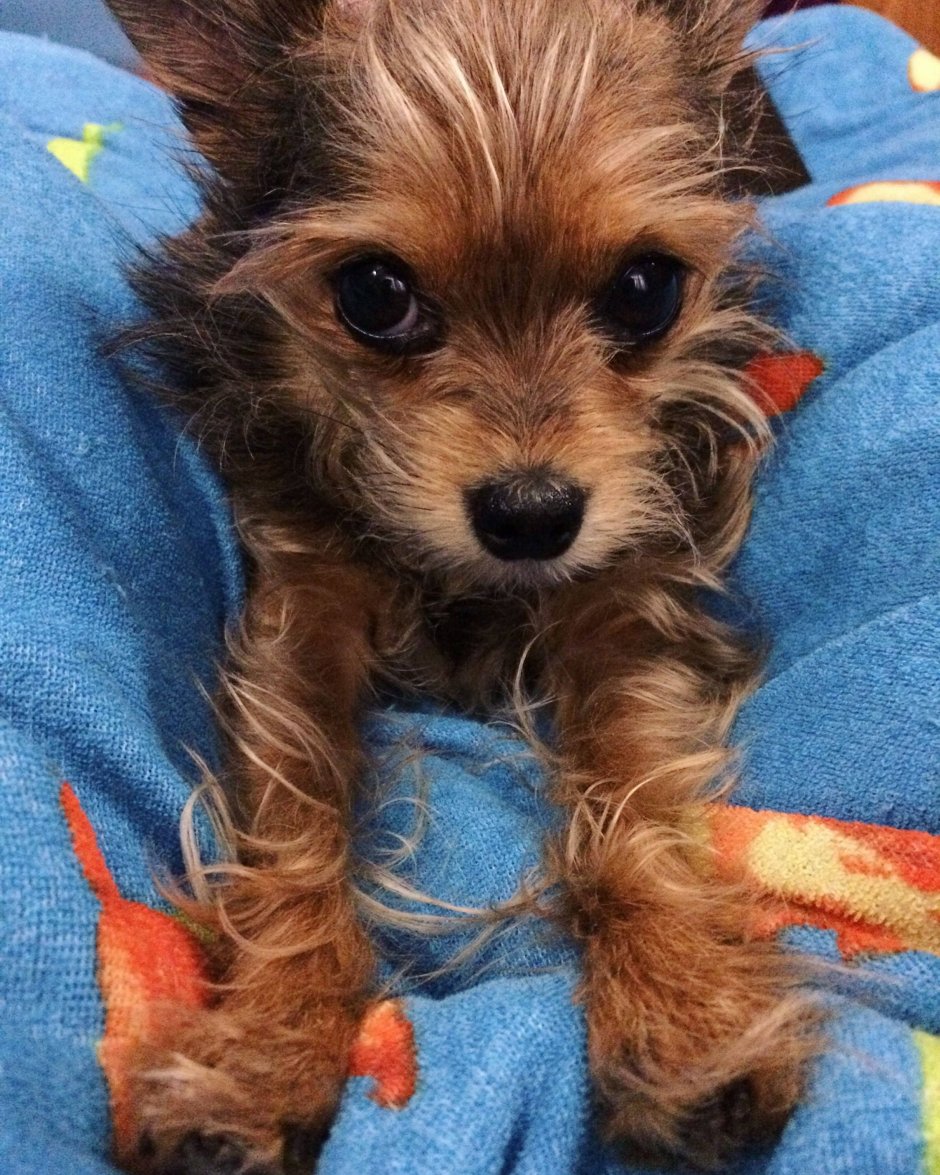 Йоркширский терьер метис