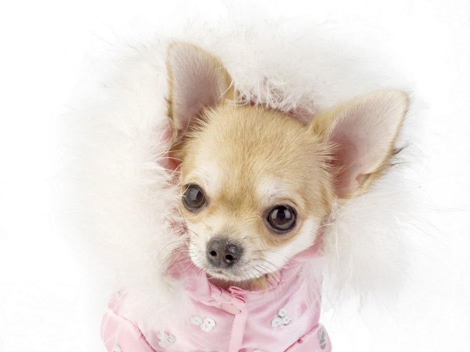 Маленькие собачки чихуахуа