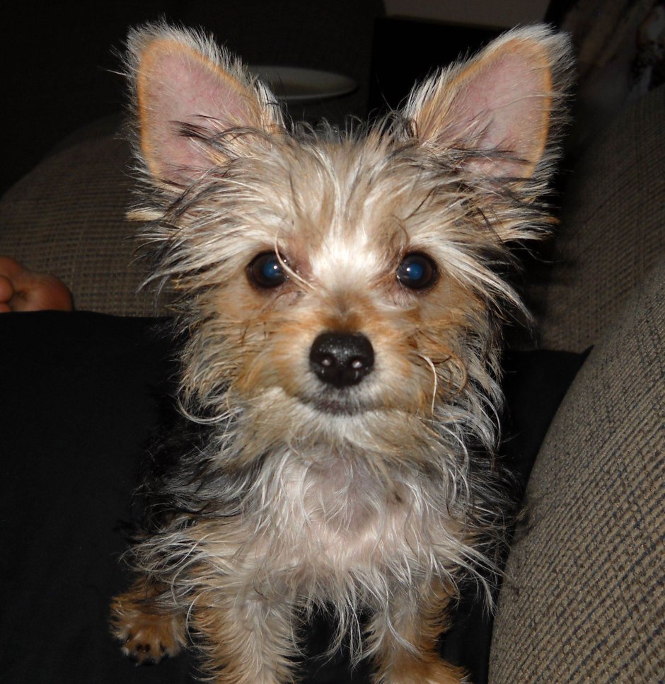 Чорки( чихуахуа+Йоркширский терьер)