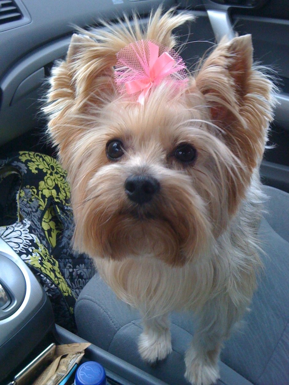 Йоркширский чихуахуа