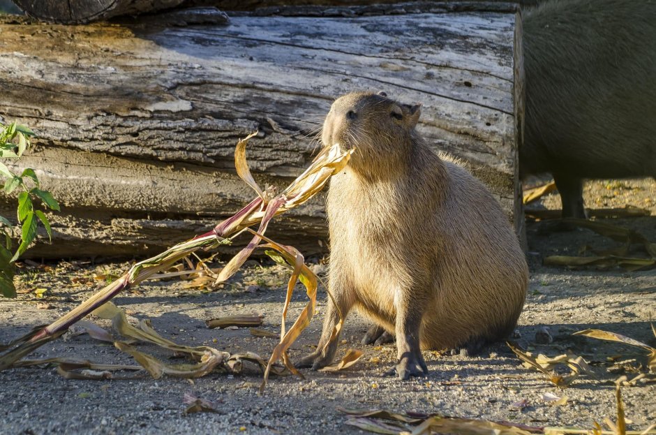 Capybara Zoo