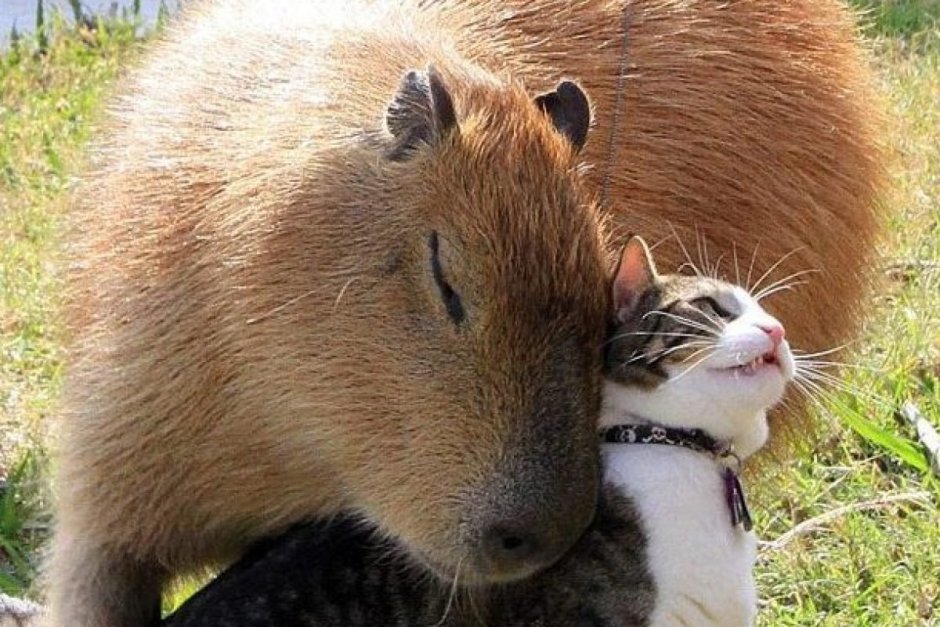 2 Капибары