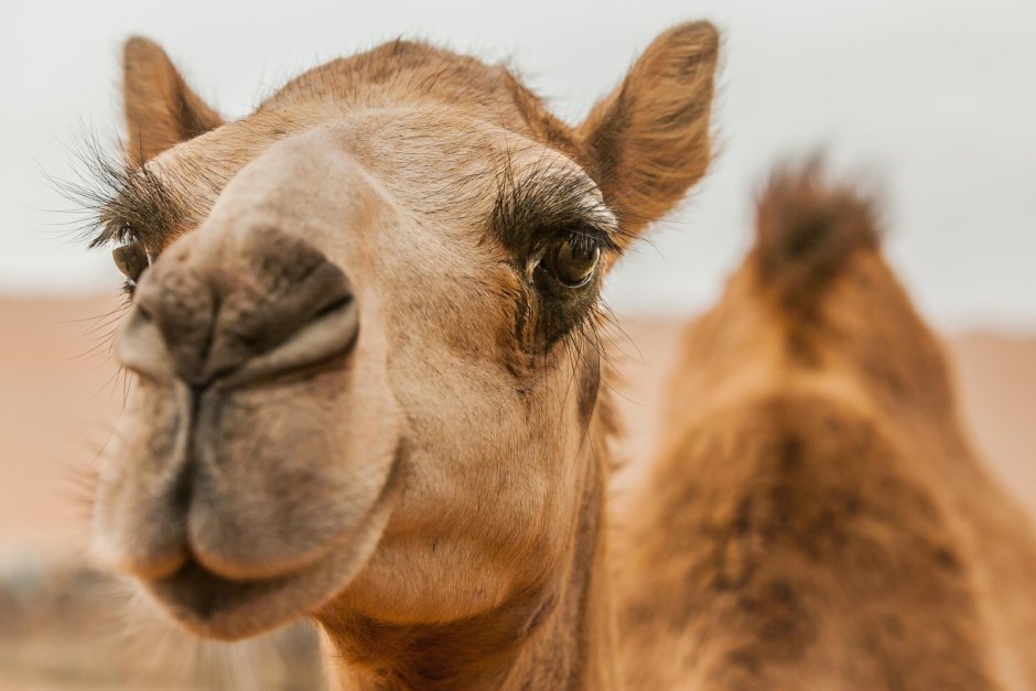 Camel by Camel кошка