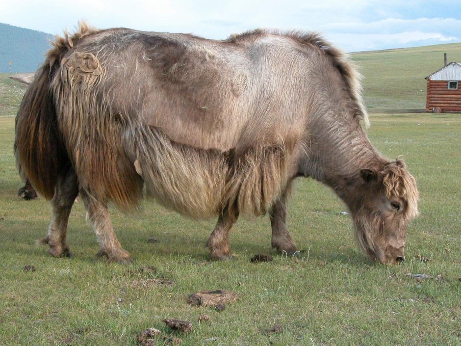 Гибрид коровы