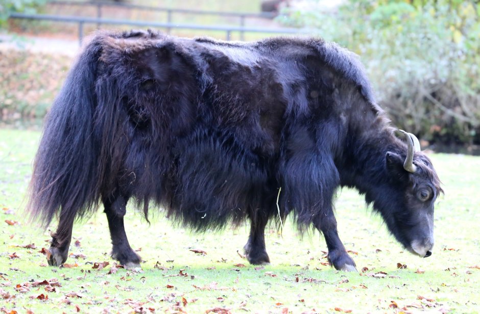 Bos grunniens