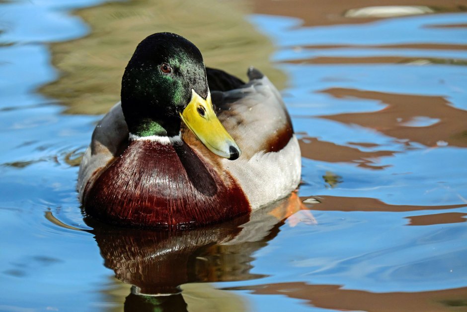 Кря́ква (Anas platyrhynchos)