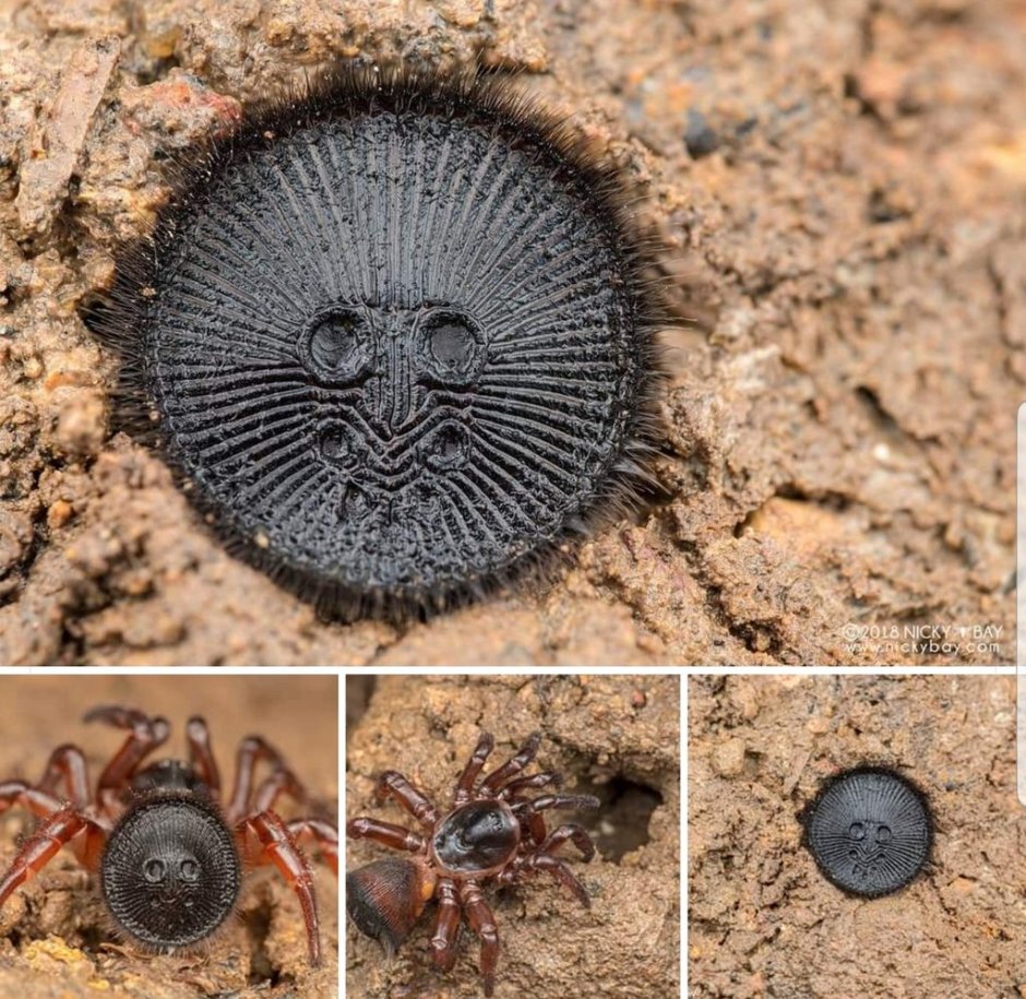 Cyclocosmia ricketti