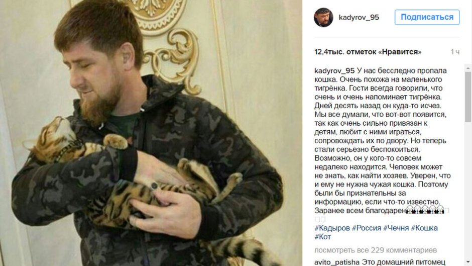 Рамзан Кадыров кот