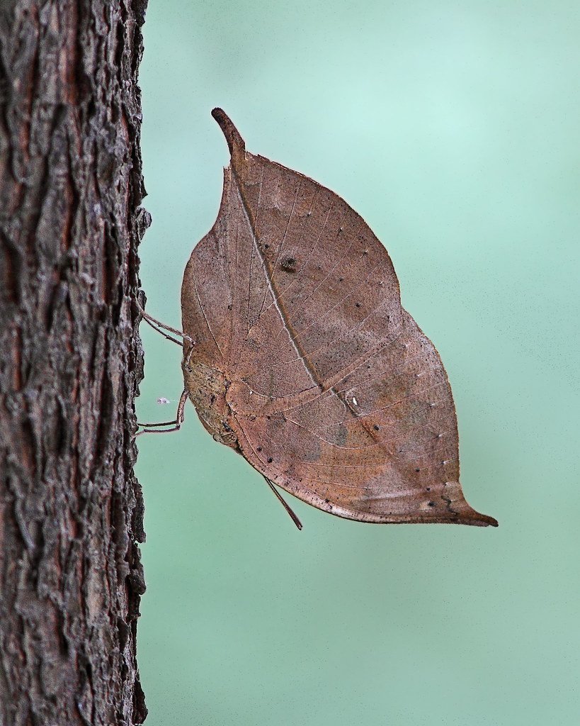 Бабочка Oakleaf
