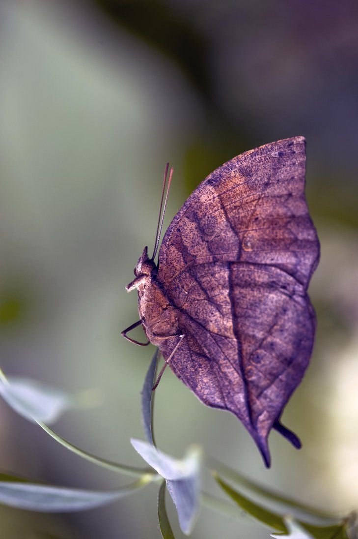 Бабочка Dead Leaf Moth