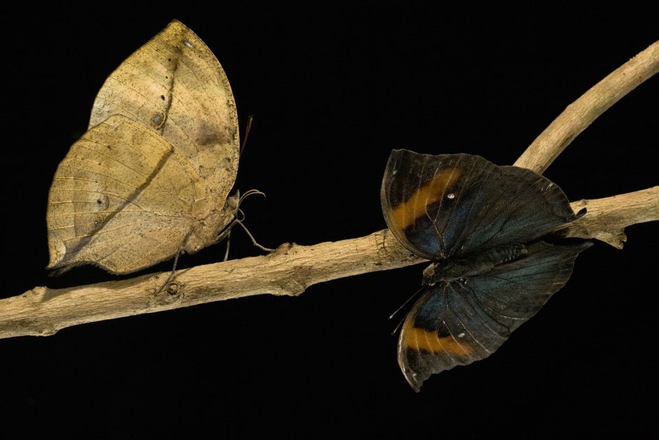 Бабочка Dead Leaf Moth