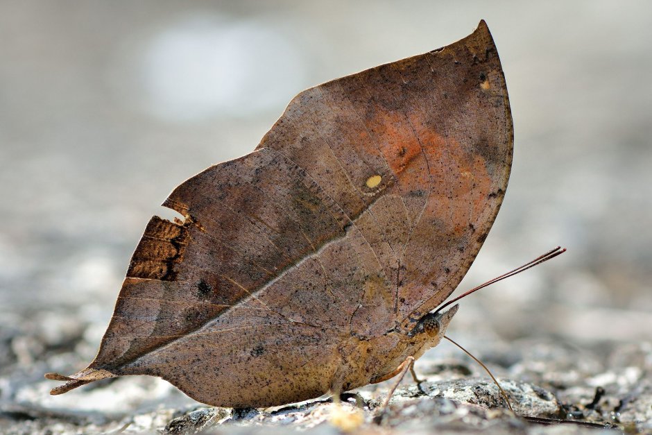 Бабочка Dead Leaf Moth