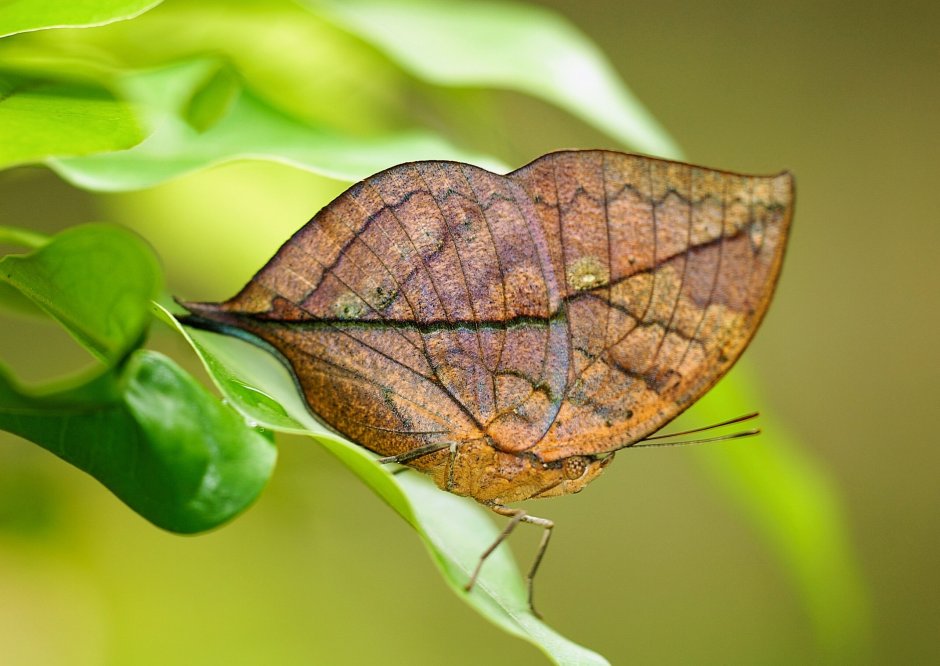 Orange Oakleaf