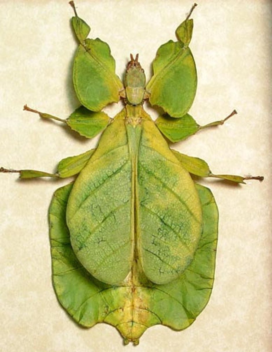 Phyllium pulchrifolium