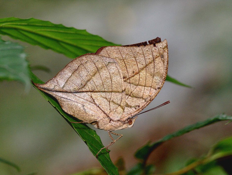 Бабочка Dead Leaf Moth