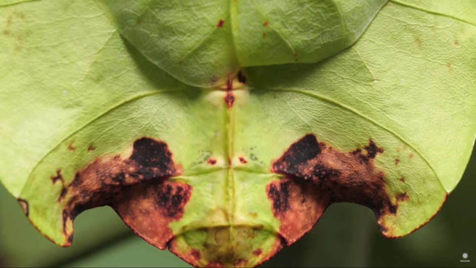 Giant Leaf insect