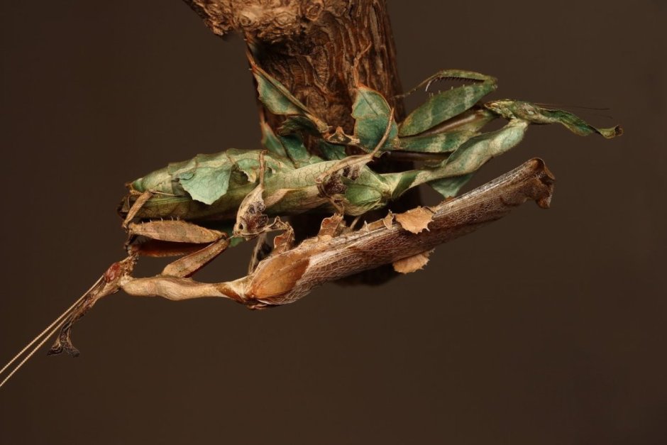 Богомол-призрак (Phyllocrania paradoxa)