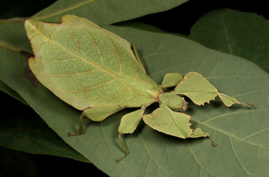 Палочник листовидка Phyllium siccifolium