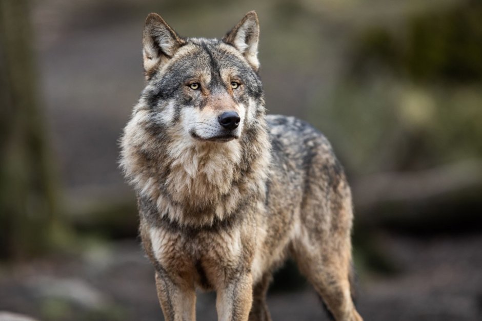Grey Wolf gw5069
