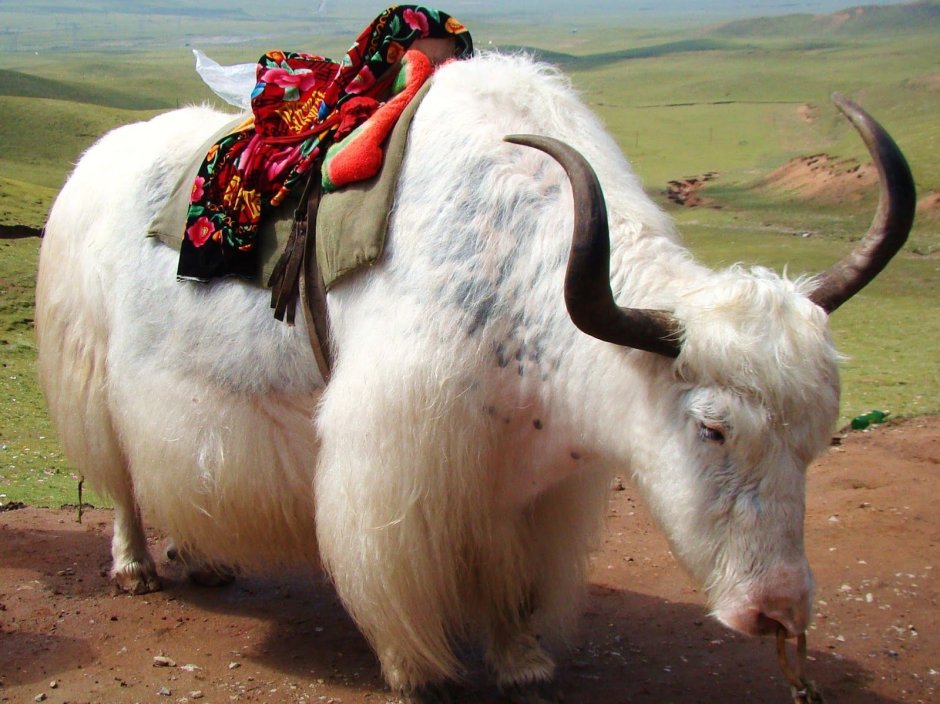 Як тибетский бык
