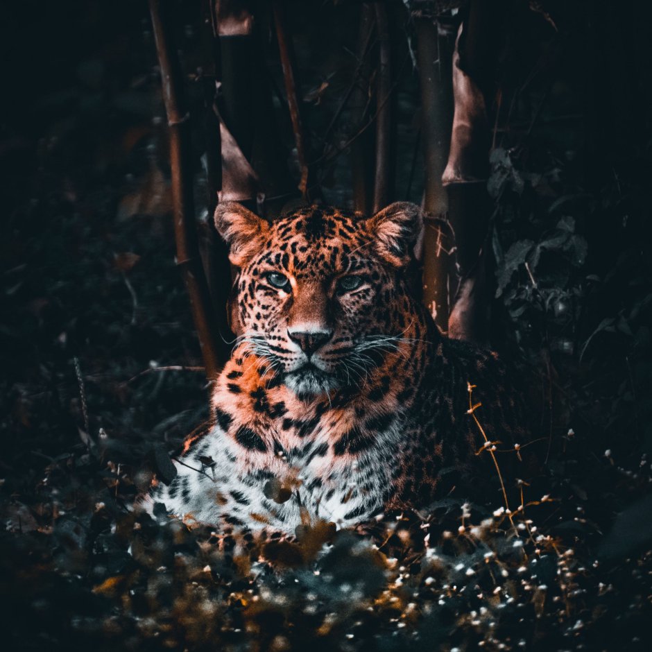 Леопард фото