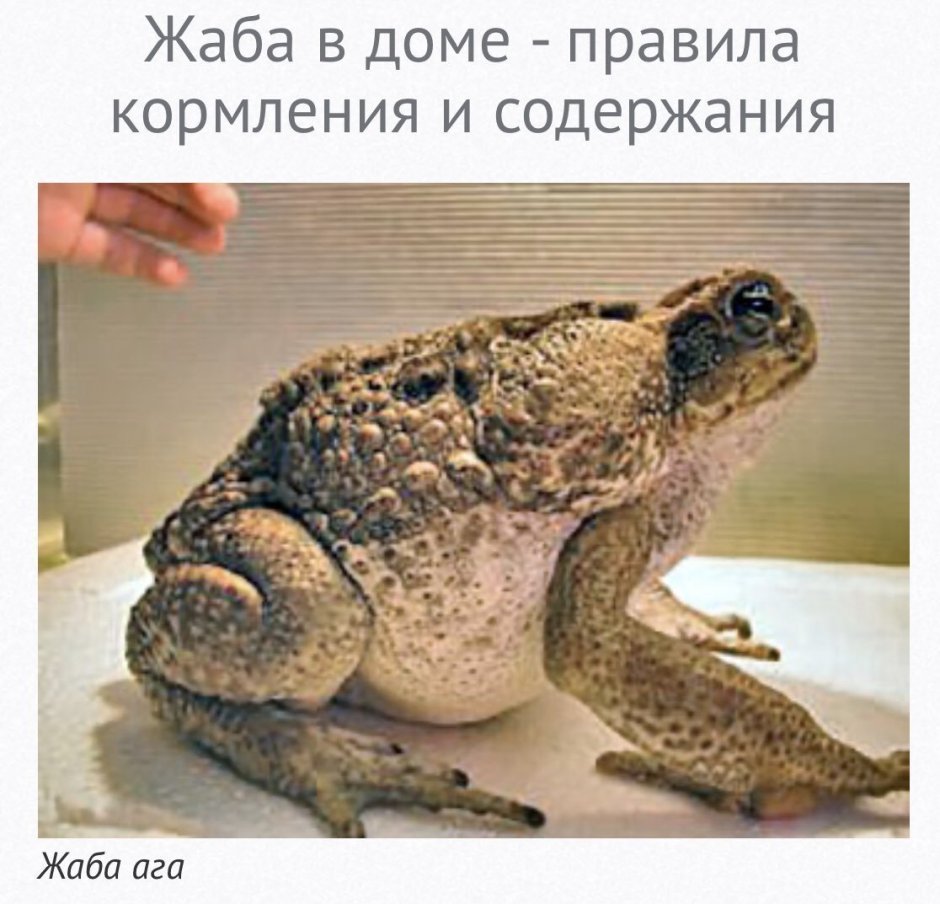 Жаба ага в террариуме