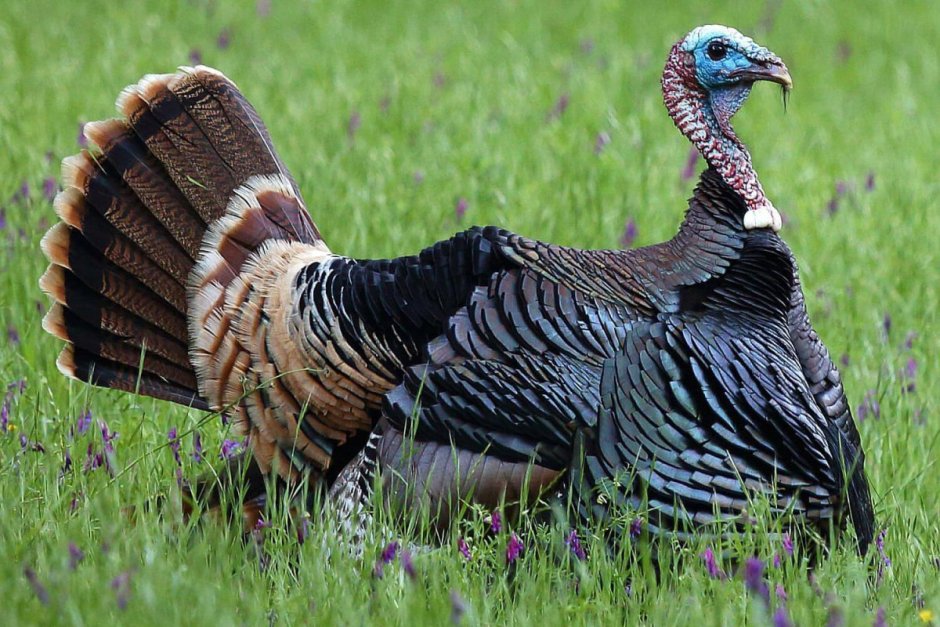 Индейка обыкновенная meleagris gallopavo