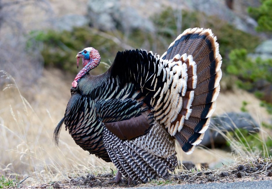 Albino Wild Turkey