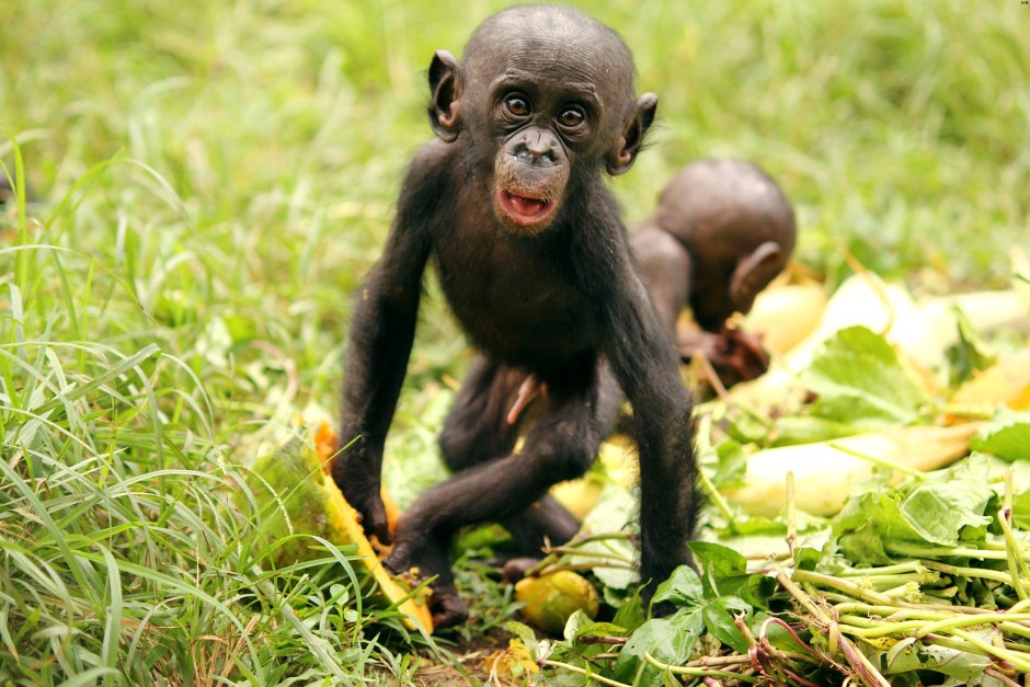 Bonobo шимпанзе