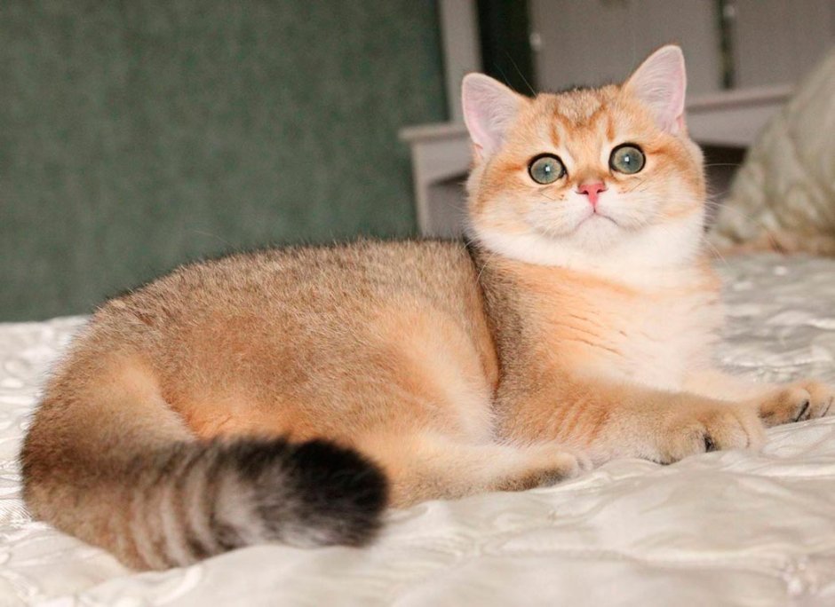 Британская Золотая шиншилла