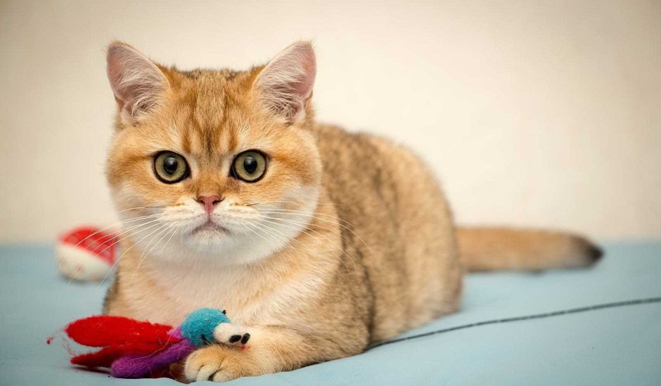 Манчкин Золотая шиншилла
