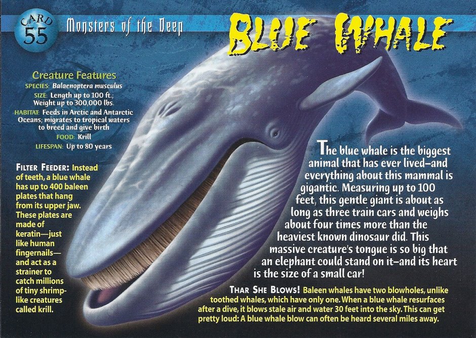Monsters of the Deep Cards