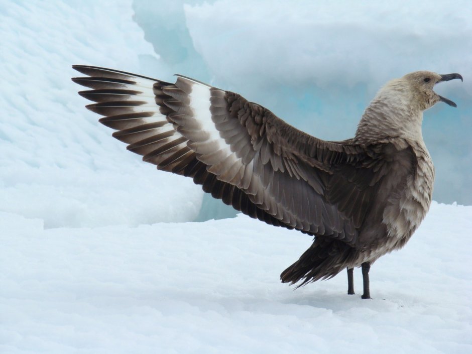 Polar Skua