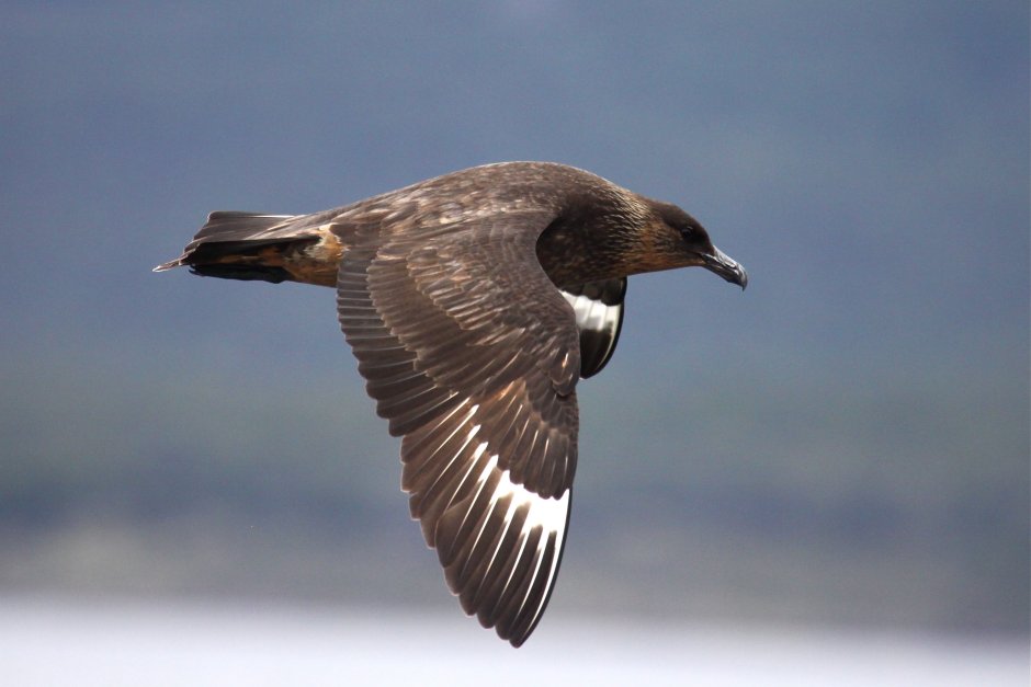 Stercorarius Skua