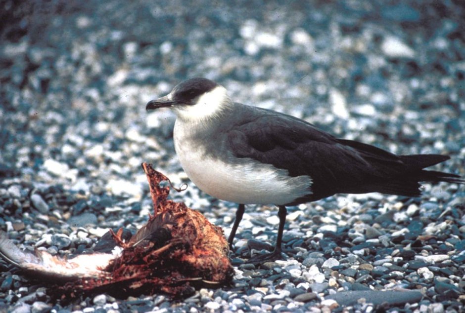 Stercorarius parasiticus