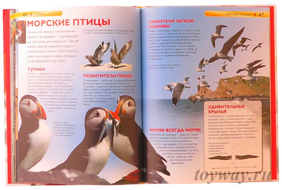 Странствующий Альбатрос в Антарктиде