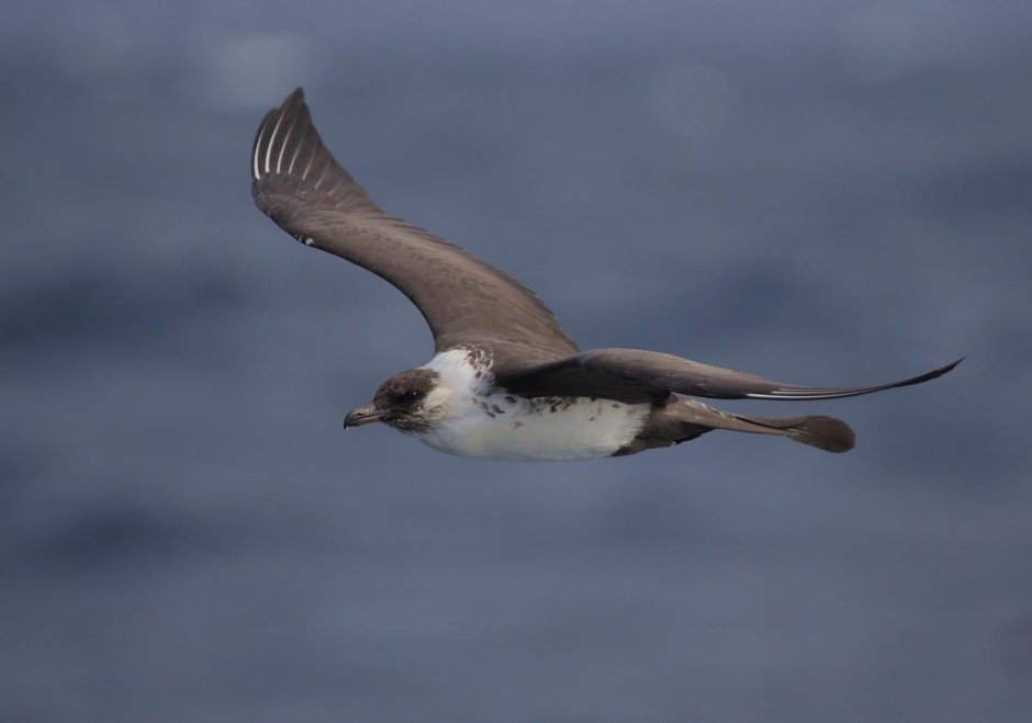 Galapagos Skua