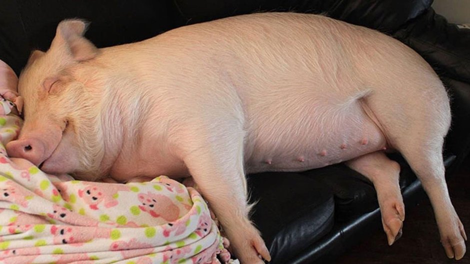 Самая большая свинья в мире вес